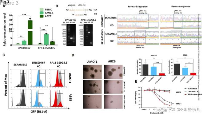 CRISPR篩選技術在多發(fā)性骨髓瘤治療靶點研究中的作用(圖4)