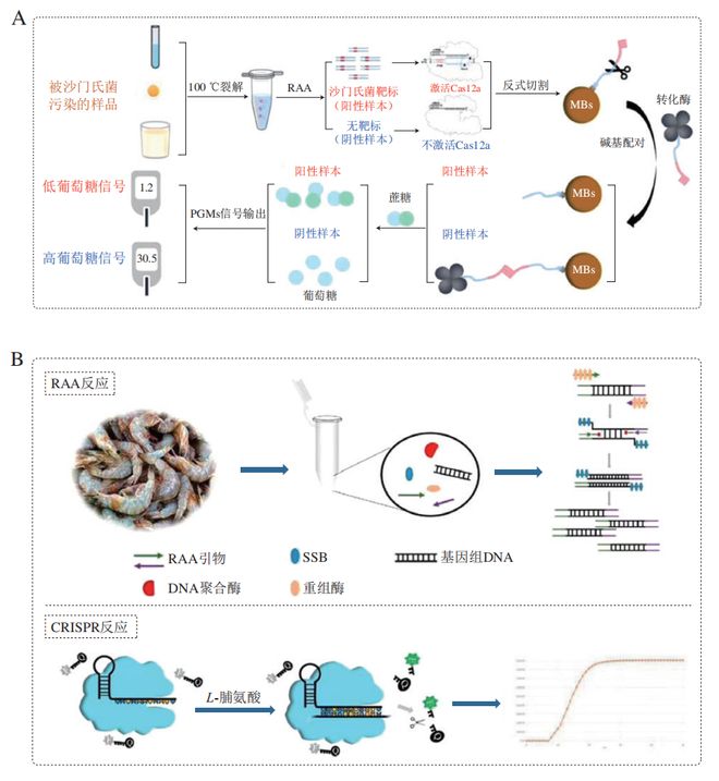 《食品科學(xué)》：東北農(nóng)業(yè)大學(xué)張微副研究員等：CRISPRCas-等溫?cái)U(kuò)增技術(shù)在食源性病原菌檢測(cè)中的研究進(jìn)展(圖5)