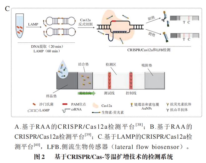 《食品科學(xué)》：東北農(nóng)業(yè)大學(xué)張微副研究員等：CRISPRCas-等溫?cái)U(kuò)增技術(shù)在食源性病原菌檢測(cè)中的研究進(jìn)展(圖6)