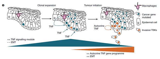 Nature丨體內單細胞CRISPR技術揭示腫瘤進化過程中不同的TNF程序(圖3)