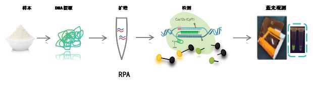 一文讓你輕松讀懂CRISPR檢測(cè)技術(shù)原理(圖4)