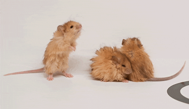 世界首次！喬治·丘奇團隊“復(fù)活”已滅絕一萬多年的“冰原狼”計劃2028年復(fù)活猛犸象(圖5)