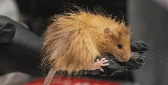 世界首次！喬治·丘奇團隊“復(fù)活”已滅絕一萬多年的“冰原狼”計劃2028年復(fù)活猛犸象(圖4)