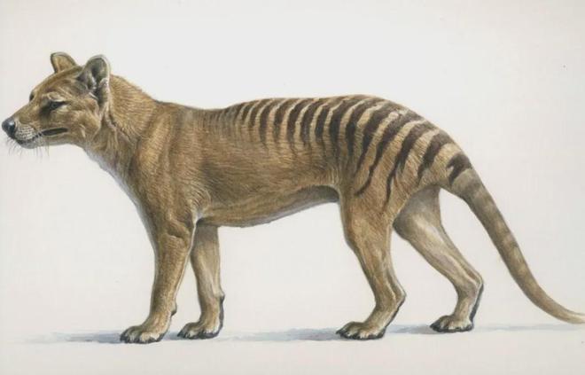 世界首次！喬治·丘奇團隊“復(fù)活”已滅絕一萬多年的“冰原狼”計劃2028年復(fù)活猛犸象(圖8)