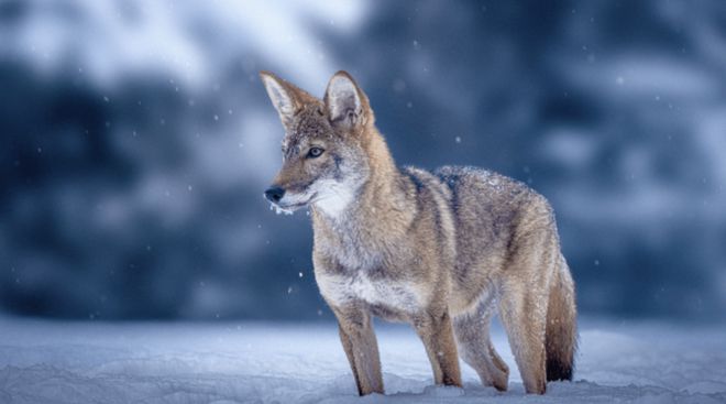 世界首次！喬治·丘奇團隊“復(fù)活”已滅絕一萬多年的“冰原狼”計劃2028年復(fù)活猛犸象(圖9)