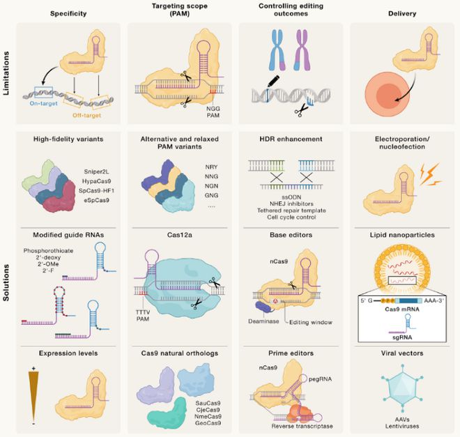 Cell｜CRISPR基因編輯技術(shù)的過(guò)去、現(xiàn)在和未來(lái)(圖3)