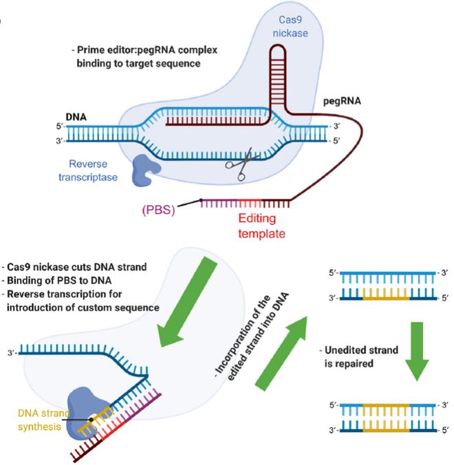 Cell｜CRISPR基因編輯技術(shù)的過(guò)去、現(xiàn)在和未來(lái)(圖5)