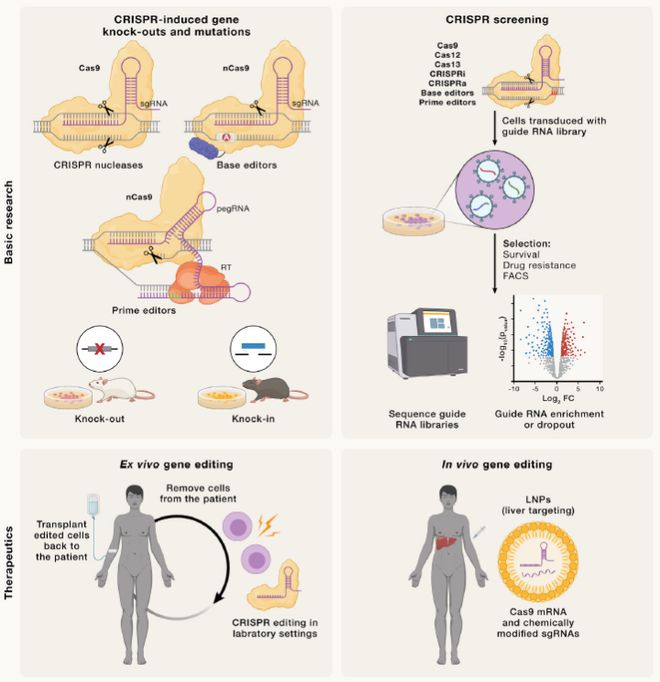 Cell｜CRISPR基因編輯技術(shù)的過(guò)去、現(xiàn)在和未來(lái)(圖6)