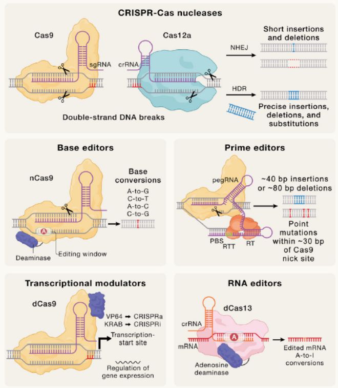 Cell｜CRISPR基因編輯技術(shù)的過(guò)去、現(xiàn)在和未來(lái)(圖4)