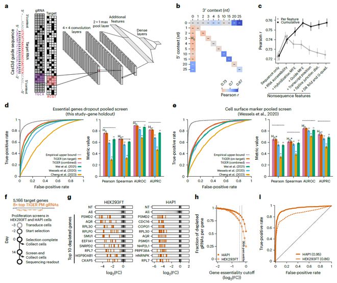 Nature子刊:用AI預(yù)測CRISPR基因編輯活性實現(xiàn)對基因表達水平的精準調(diào)控(圖2)